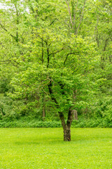 Fototapeta na wymiar Iowa Des Moines Walnut State Park Summer Green Tree