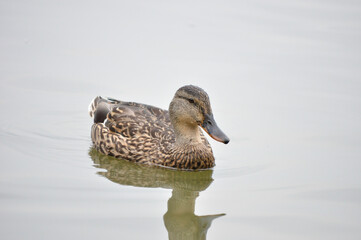 duck in the water