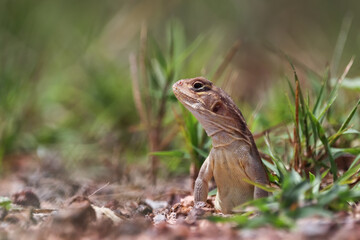frog in the grass