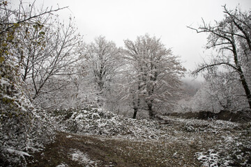 Winter trees in mountains covered with fresh snow. Beautiful landscape with branches of trees covered in snow. Mountain road in Caucasus. Azerbaijan