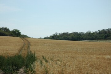 Fototapeta na wymiar Golden wheat fields