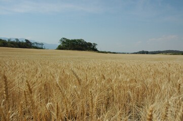 Golden wheat fields