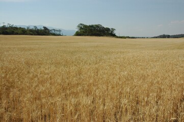 Golden wheat fields