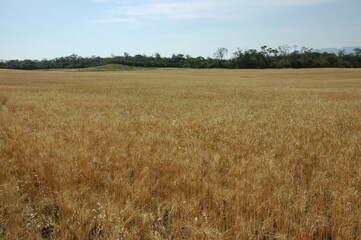 Golden wheat fields