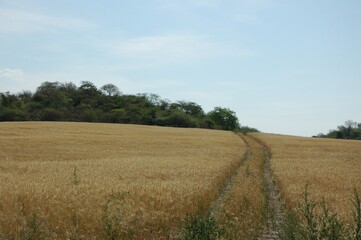 Fototapeta na wymiar Golden wheat fields