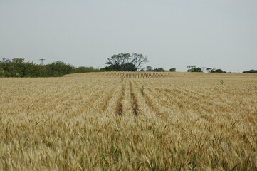 Golden wheat fields