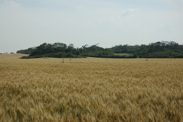 Golden wheat fields