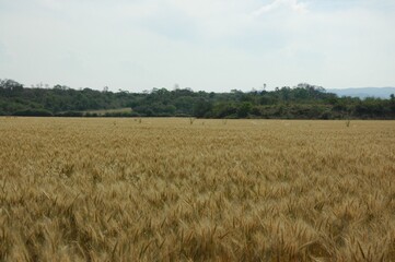 Golden wheat fields