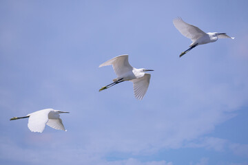 three little egrets in flight against the blue sky witn clouds in Tuscany