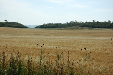Fototapeta premium Golden wheat fields