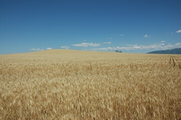 Golden wheat fields