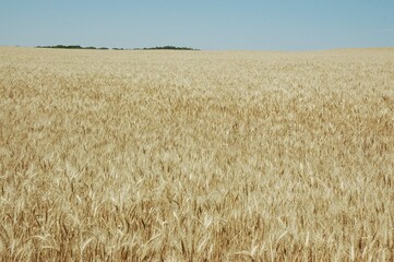 Golden wheat fields