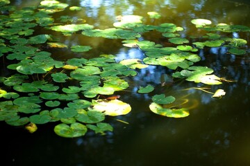 Leaves of Water Lily