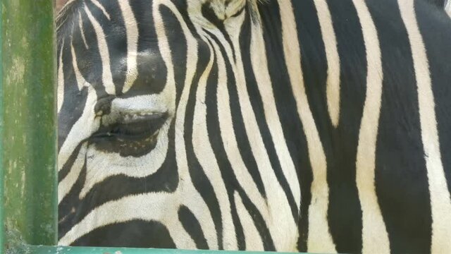 Detail of sad zebra's eye, animals in captivity