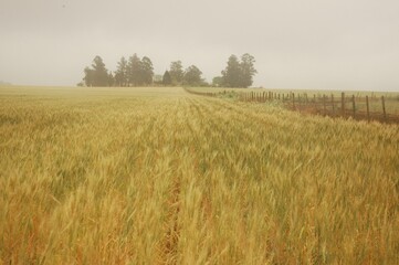 Obraz premium Golden wheat fields