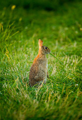 rabbit in the grass