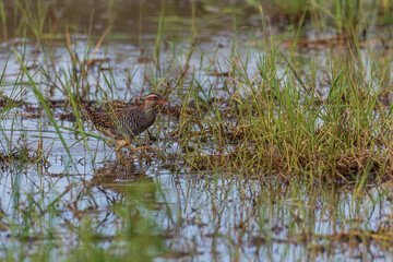 Nature wildlife image Buff Banded Rail bird on paddy filed.