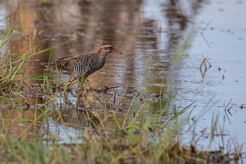 Nature wildlife image Buff Banded Rail bird on paddy filed.