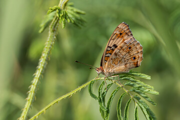 Nature wildlife image of butterfly on green leaves for background use
