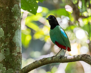 Nature Wildlife image of Borneo Hooded Pitta juvenile (Pitta sordida mulleri) on Rainforest jungle