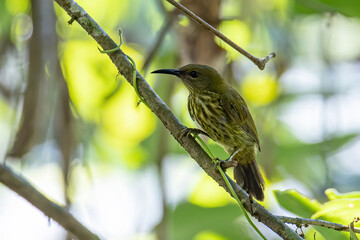 Nature wildlife image of Purple-naped Sunbird (Hypogramma hypogrammicum) in Borneo, Malaysia
