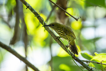 Nature wildlife image of Purple-naped Sunbird (Hypogramma hypogrammicum) in Borneo, Malaysia