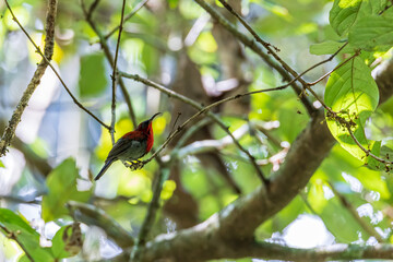 Nature wildlife image of Crimson sunbird on wild