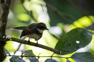 Fototapeta premium Pied Fantail bird (rhipidura javanica) perched on branch
