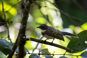 Fototapeta premium Pied Fantail bird (rhipidura javanica) perched on branch