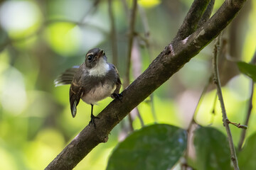 Pied Fantail bird (rhipidura javanica) perched on branch