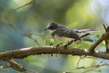 Pied Fantail bird (rhipidura javanica) perched on branch