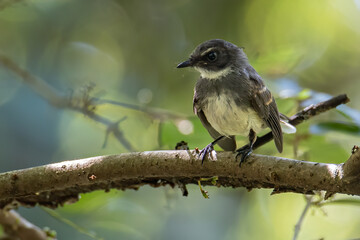 Pied Fantail bird (rhipidura javanica) perched on branch