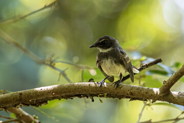 Pied Fantail bird (rhipidura javanica) perched on branch