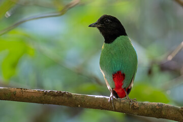 Nature Wildlife image of Borneo Hooded Pitta juvenile (Pitta sordida mulleri) on Rainforest jungle