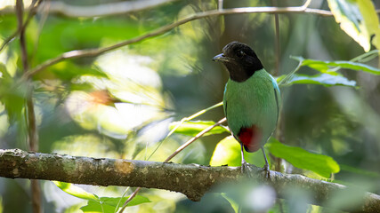 Nature Wildlife image of Borneo Hooded Pitta juvenile (Pitta sordida mulleri) on Rainforest jungle