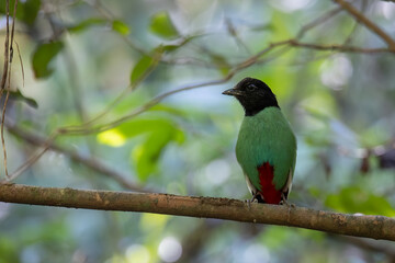 Nature Wildlife image of Borneo Hooded Pitta juvenile (Pitta sordida mulleri) on Rainforest jungle