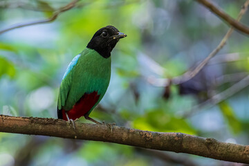 Nature Wildlife image of Borneo Hooded Pitta juvenile (Pitta sordida mulleri) on Rainforest jungle