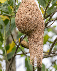 Nature wildlife image of Baya weaver inside bird nest