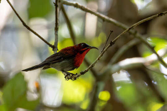 Nature wildlife image of Crimson sunbird on wild