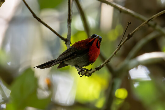 Nature wildlife image of Crimson sunbird on wild