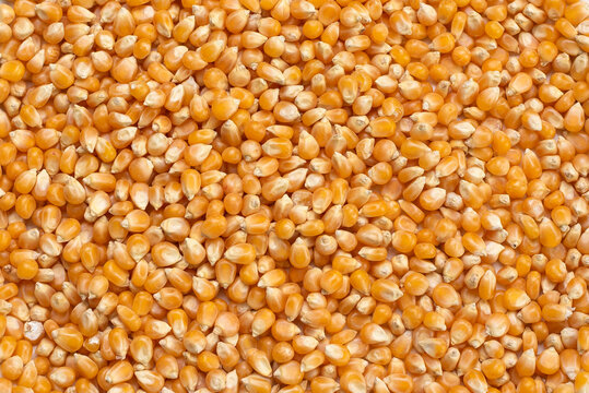 orange corn seeds to make popcorn