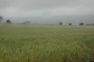 Golden wheat fields