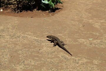 lizard on the sand