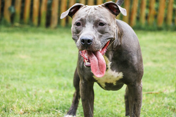 Pit bull dog playing and having fun in the park. Selective focus.