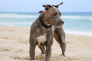Pit Bull dog playing on the beach, enjoying the sea and sand. Sunny day. Selective focus.