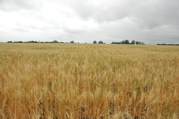 Golden wheat fields