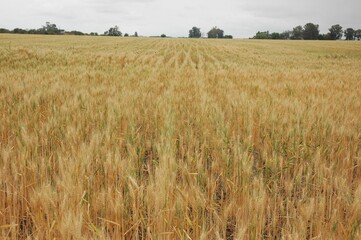 Golden wheat fields