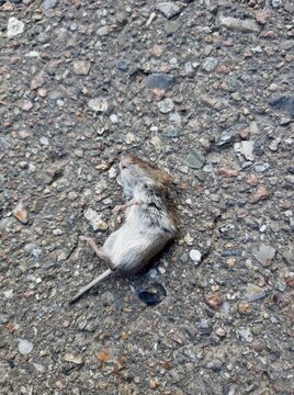 Tote Maus liegt auf Asphalt
