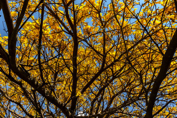 Yellow Ipê (Handroanthus albus) flowering in a square in the south of Sao Paulo