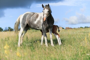 Horse chils and mother horse her beautiful foal on a field